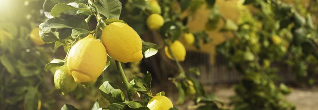 limone coltivazione 1200 2