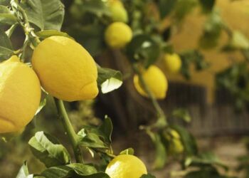 limone coltivazione 1200 2