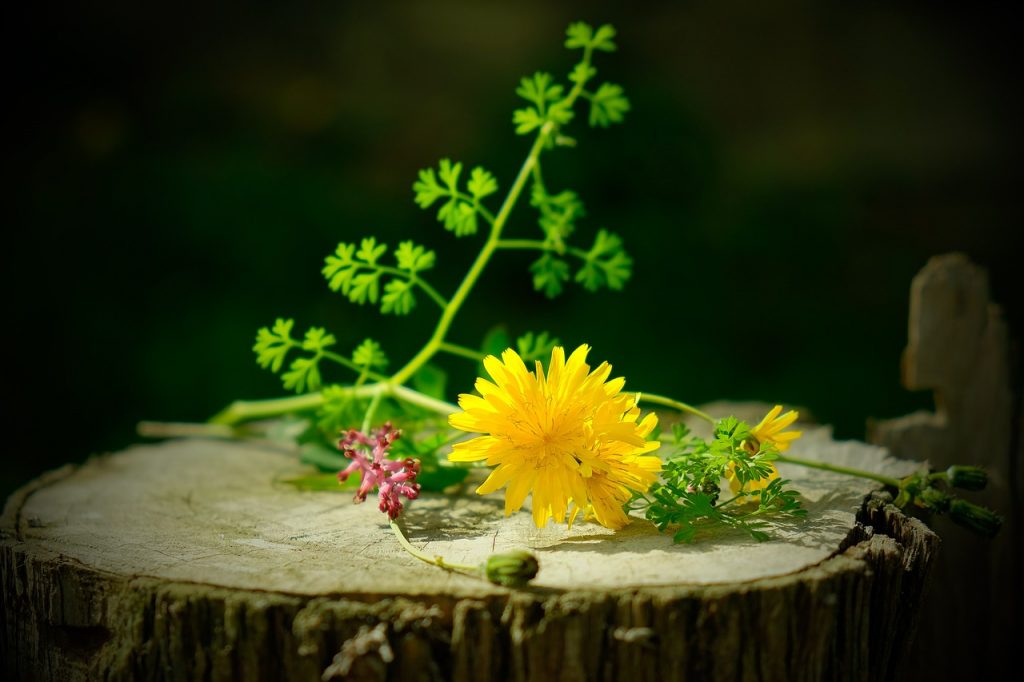 still life, wild flowers, flower-1326405.jpg