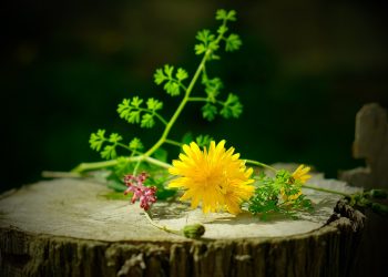 still life, wild flowers, flower-1326405.jpg